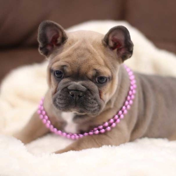 Amazingly cute French-Bulldog puppy for sale in Camino, California.